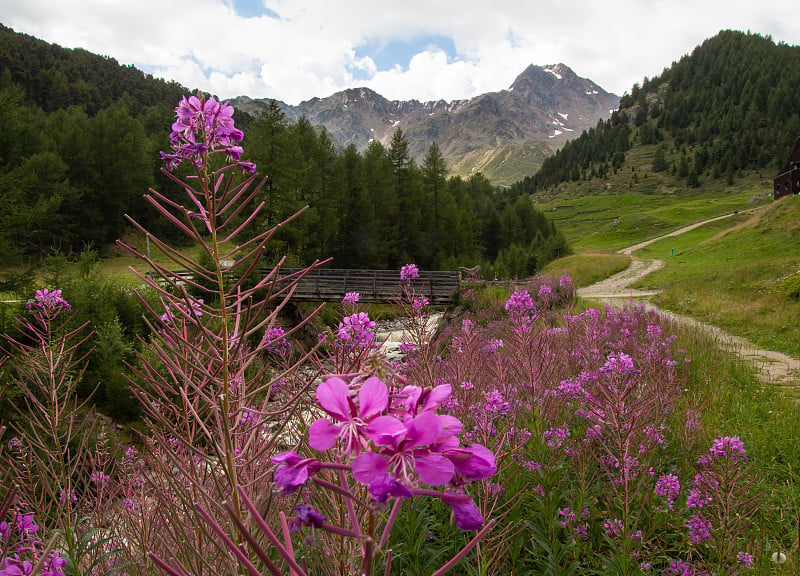 位于南蒂罗尔Schnalstal的山溪前的野花山地景观