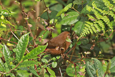山Firetail