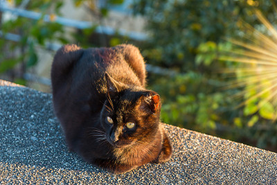 猫坐在墙上。