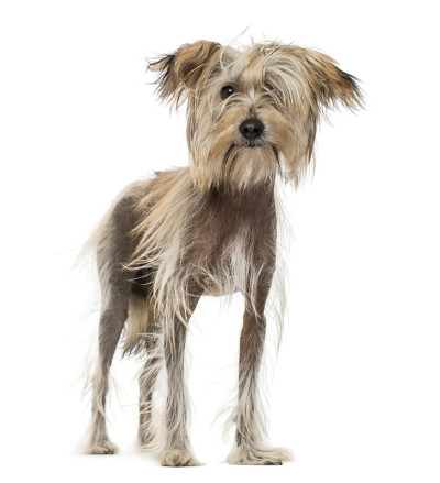 中国冠毛犬(10个月大)
