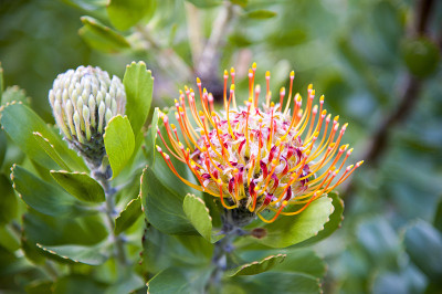 摩塞尔湾针垫protea