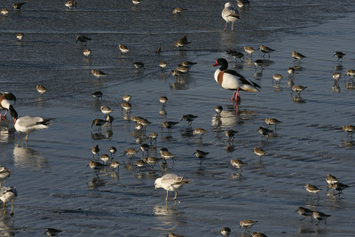 Dunlin, Calidris alpina