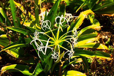 日本石垣岛花园里的白花