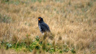 Carunculated caracara