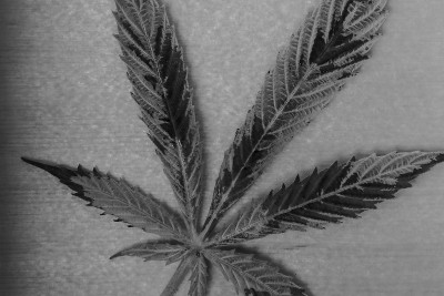 旧的大麻花叶子在玻璃下小盒子