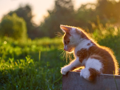 草丛里的小猫。