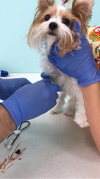 男手在兽医蓝色手套接种幼犬比厄梗