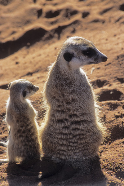 猫鼬或suricate