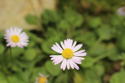 “圆叶雏菊”的花-圆叶百合