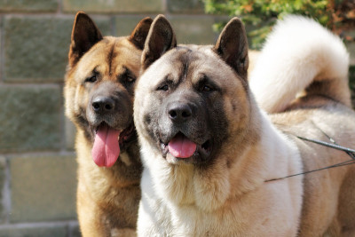两只狗狗秋田犬一起看一边的特写