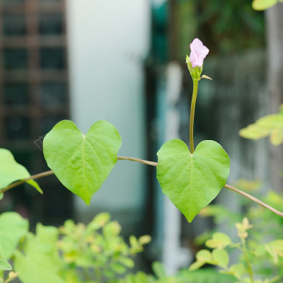 双心叶在家花园里。