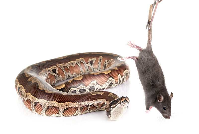 Python brongersmai