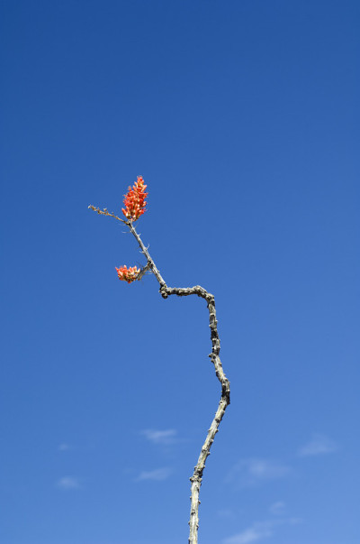 沙漠之花