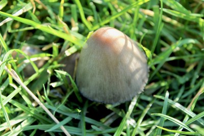 常见Inkcap