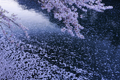 水的花朵