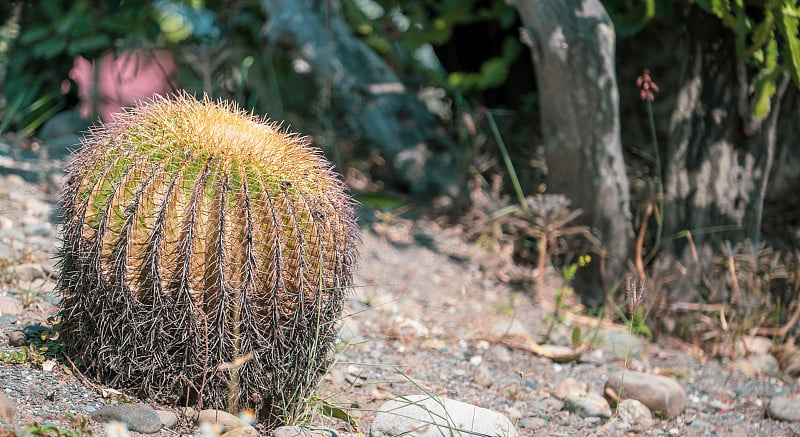 金桶仙人掌(棘球仙人掌grusonii)在一个干旱的花园背景，近距离