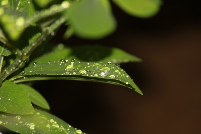 美丽的水滴像钻石一样闪耀