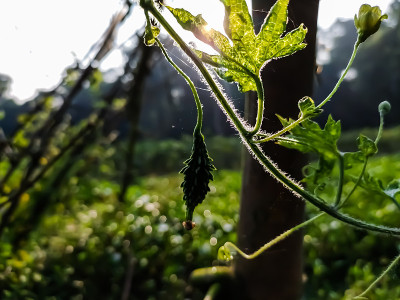 苦瓜(Momordica charantia)是一种葫芦科热带和亚热带藤本植物，因其果实可食用广泛生