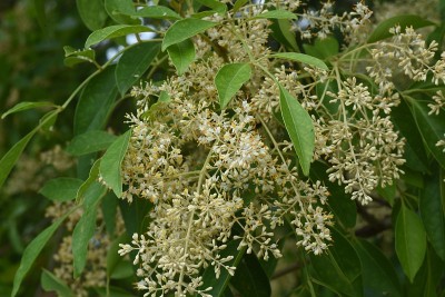 格里菲斯的白蜡树(Fraxinus griffithii)花。