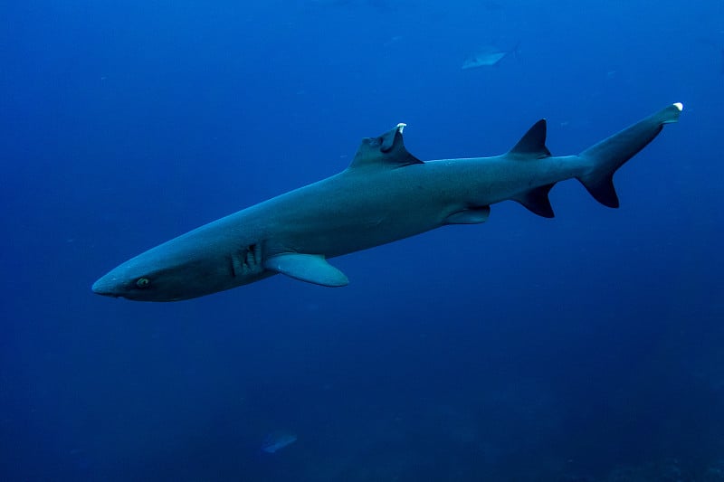 Whitetip shark Cocos island