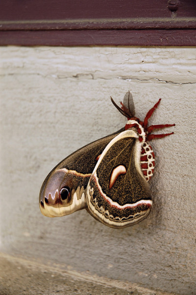h . Cecropia蛾
