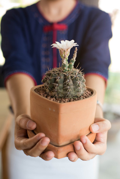 仙人掌花在陶罐，体操钙