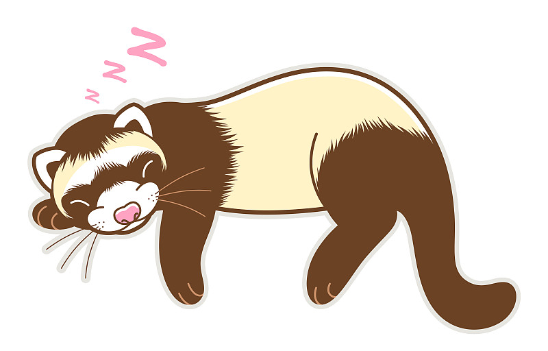 Cute sleeping ferret isolated