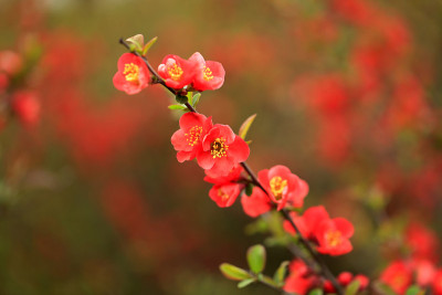 木瓜的花