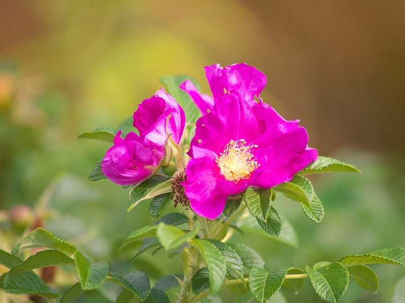 美丽的石karihama Rosa rugosa