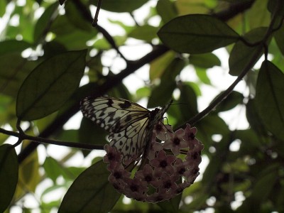 Buttefly喂养我