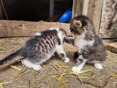 顽皮的小猫