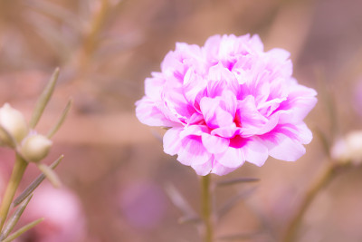 小花园里姹紫嫣红。