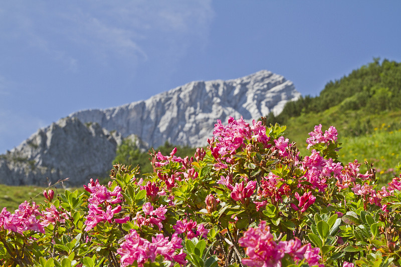 Alpspitze和杜鹃花