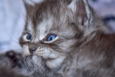 小猫