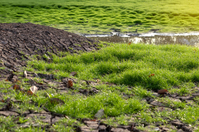Fresh green moss in the marsh.