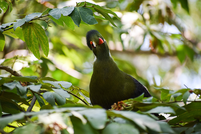 白颊turaco (Tauraco leucotis)与一个有趣的表情