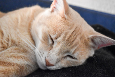 可爱的姜黄色猫咪在打盹
