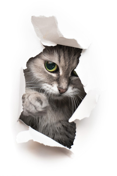 猫往洞里看
