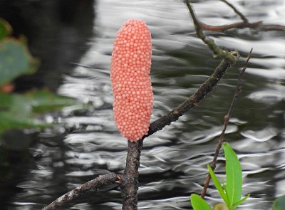 苹果蜗牛蛋(Pomacea paludosa)在树枝上