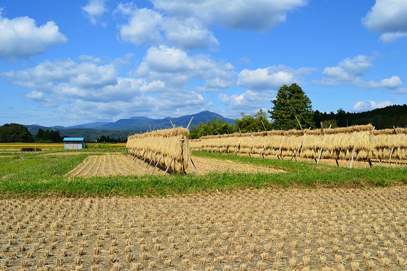 农村景观