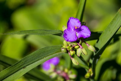 花园里的维吉尼亚蜘蛛草