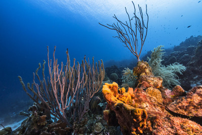 在库拉索岛附近的加勒比海，有各种各样的鱼、珊瑚和海绵在蓝绿色的珊瑚礁水中