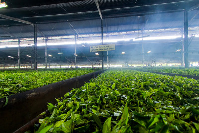 亚洲印度尼西亚西爪哇万隆的一个茶厂的茶叶加工
