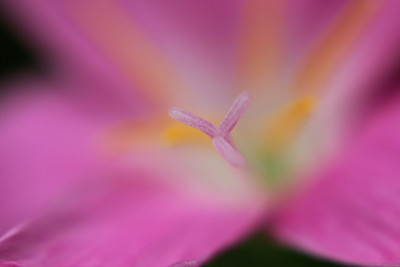 花粉
