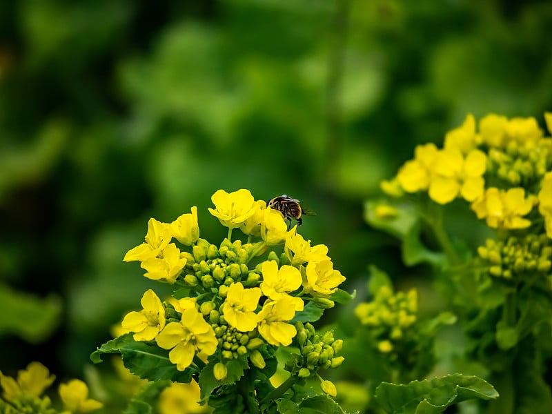 宏观小蜜蜂喂食野生芥菜花4