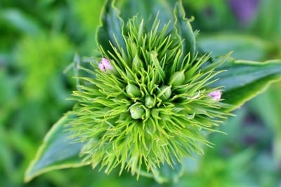Bartnelke