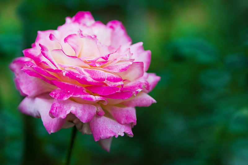 Photo of a single flower of the Pascal Sevran rose