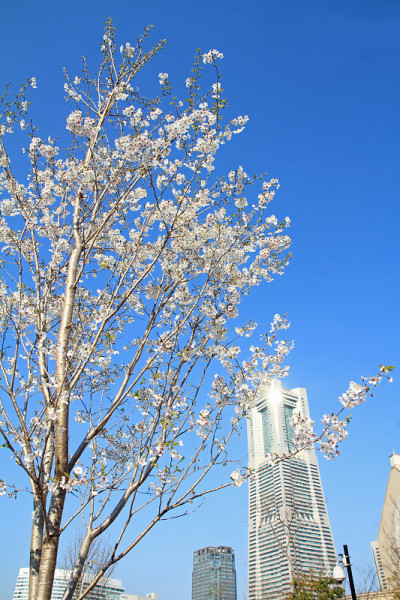 日本神奈川的横滨地标塔和樱花