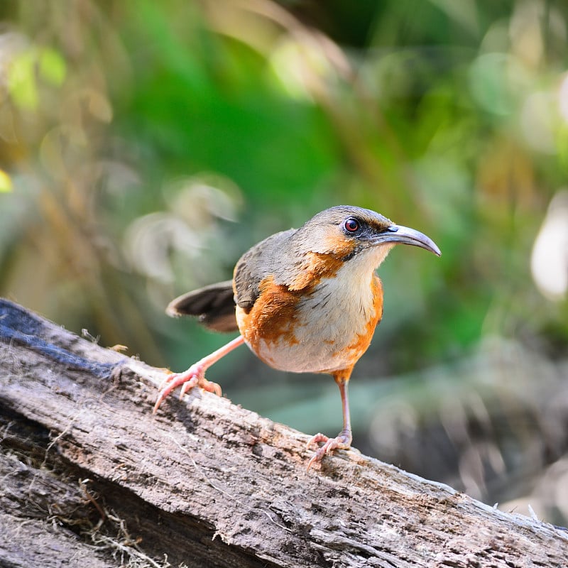 Rusty-cheeked Scimitar-babbler