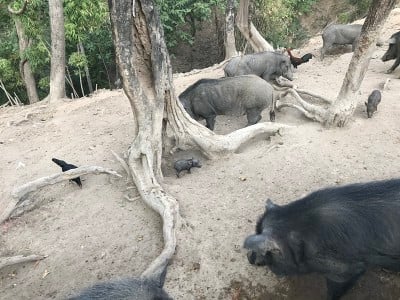 泰国南邦的猪和森林。